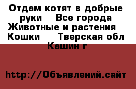 Отдам котят в добрые руки. - Все города Животные и растения » Кошки   . Тверская обл.,Кашин г.